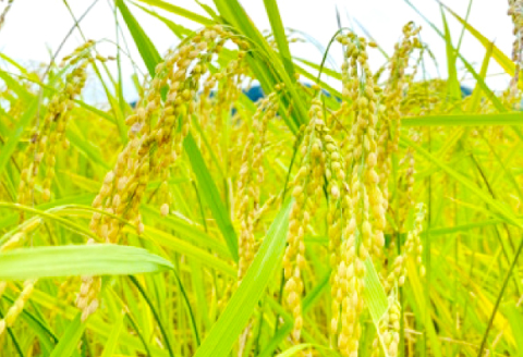 まほろば味噌　800g×4個セット【みそ 味噌 天然 醸造 長期 熟成 無添加 昔ながら 製法】