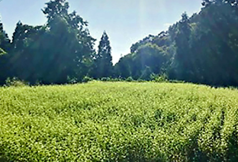 美郷産 三瓶在来種100％使用 美郷そば十割（2食入り×2袋）