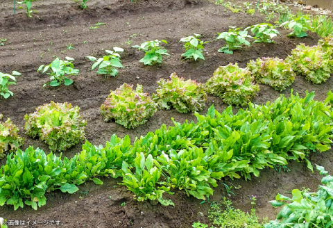 混合用土 14L×4袋【堆肥 肥料 ブレンド 土 花 野菜 完熟たい肥 発酵 園芸 家庭菜園 畑】