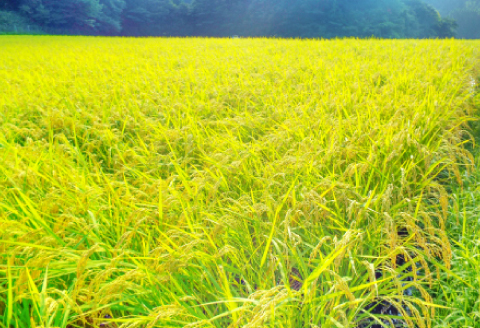 令和7年産 美郷きぬむすめ 10kg（5kg×2袋）【米 お米 精米 白米 ブランド米 きぬむすめ 10kg 5kg×2袋 2025年産】