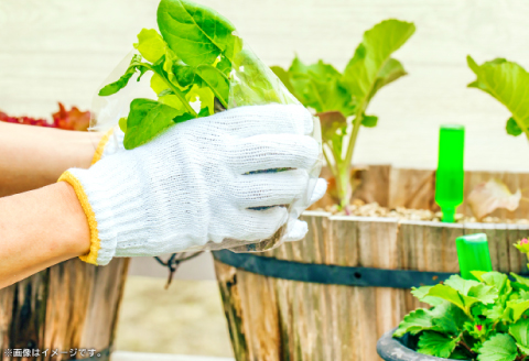 バーク堆肥　みどり　40L×6袋【植物 土 園芸 ガーデニング 国産 家庭菜園 畑 野菜 花 土作り 肥料 たい肥】
