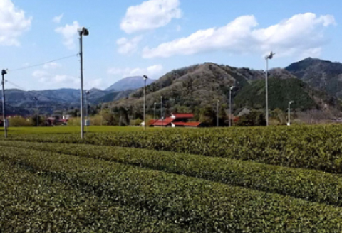 江の川銘茶 TEA MILK JAM