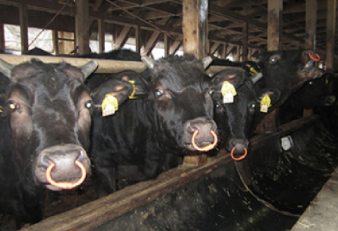 【定期便3ヶ月】石見和牛でちょっと贅沢！焼肉定期便【定期便 3回 焼き肉用 スライス ミックス 300g×2 肩ロース 450g ロース 550g 定期 牛肉 石見和牛 ステーキ バーベキュー BBQ 黒毛和牛 ブランド牛 限定生産 希少 贈答 ギフト 自宅用 贅沢 冷蔵 チルド】