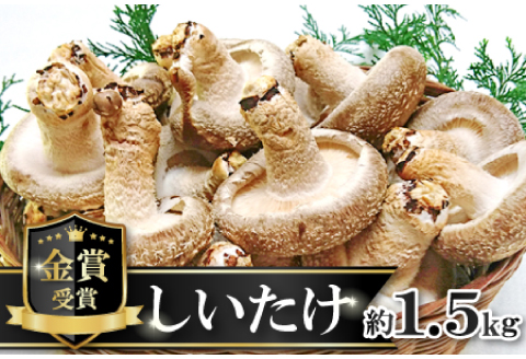 菌床しいたけ　かご入り【椎茸 約1.5kg 15~20個入り かご入り 野菜 山菜 きのこ キノコ 菌床 こだわり 肉厚 ステーキ オーブン焼き 冷蔵】