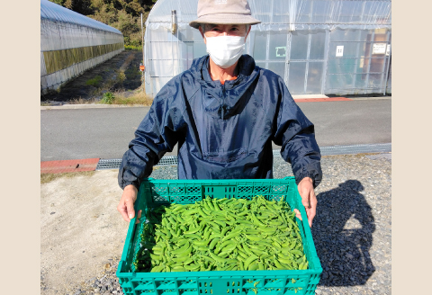 美郷農園　スナップエンドウ【スナップエンドウ 1kg 野菜 エンドウ豆 えんどう豆 おつまみ 1月～3月発送】