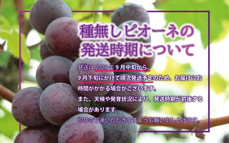 先行予約【糖度18度以上！】種無しピオーネ約2kg  9月中旬よりお届け