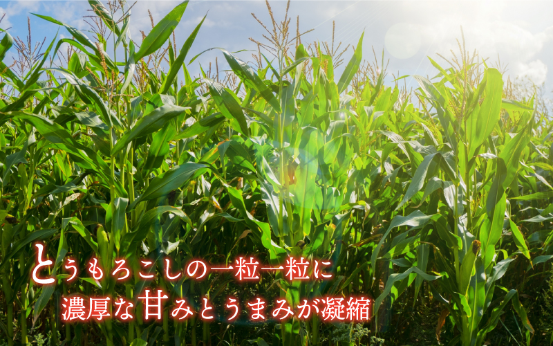 糖度19度以上朝どれスイートコーン「おおもの」10～12本（2L～3L）