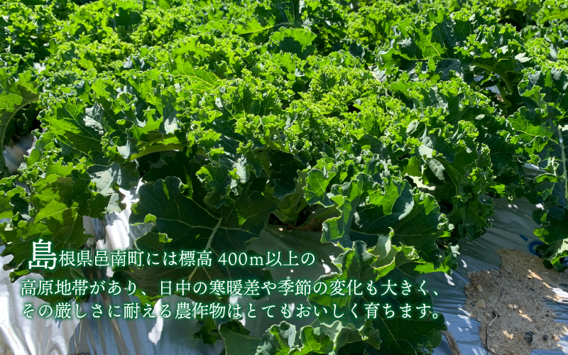 カリーノケール1kg　6月よりお届け