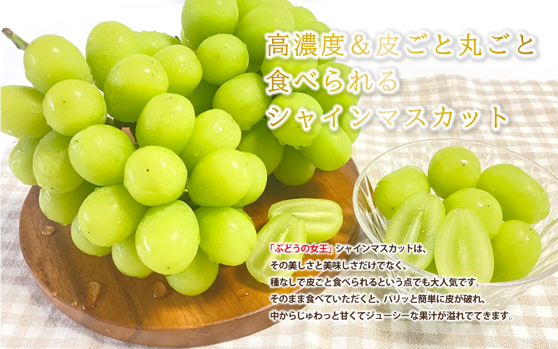 【先行予約】新鮮フルーツ シャインマスカット 1.2kg 果物 くだもの ご家庭用 9月中旬よりお届け