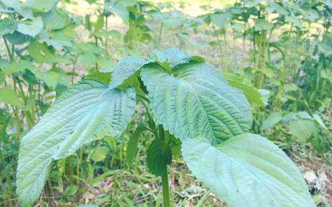 「島根県邑南町産」生しぼりエゴマ油