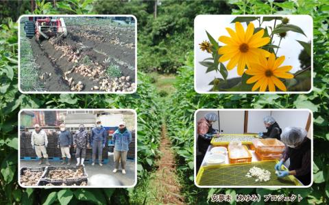 紫菊芋茶（煮出し用）100g×3袋