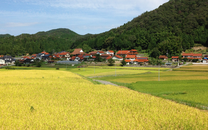 邑南コシヒカリ（白米）5kg