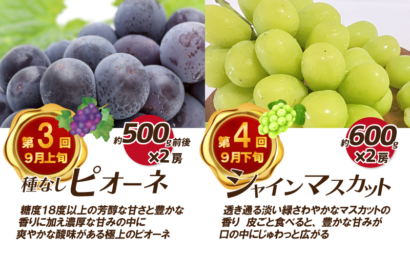 【先行予約】【数量限定】新鮮フルーツの定期便 年4回お届け（さくらんぼ佐藤錦、冷凍ブルーベリー、ピオーネ、シャインマスカット）