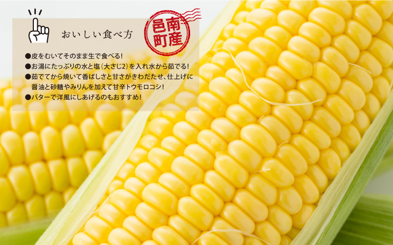 糖度19度以上朝どれスイートコーン「ミルキースイーツ」12本（2L～3L）