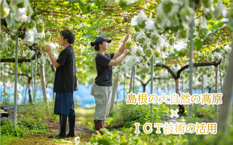 【先行予約】新鮮フルーツ シャインマスカット 1房 600g 果物 くだもの 化粧箱入り【9月中旬からお届け】