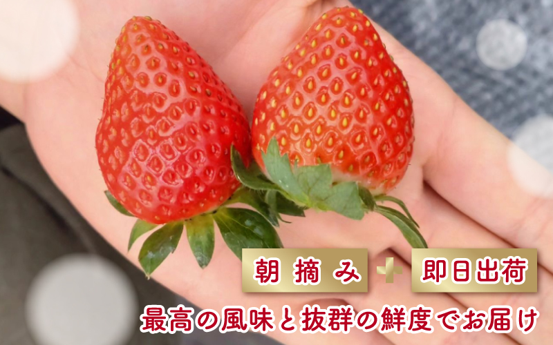 【先行予約】いちご かおり野 合計800g（約200g×4パック） 果物 フルーツ 【1月中旬から順次発送】