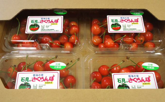 【先行予約】邑南のさくらんぼ（佐藤錦）720g