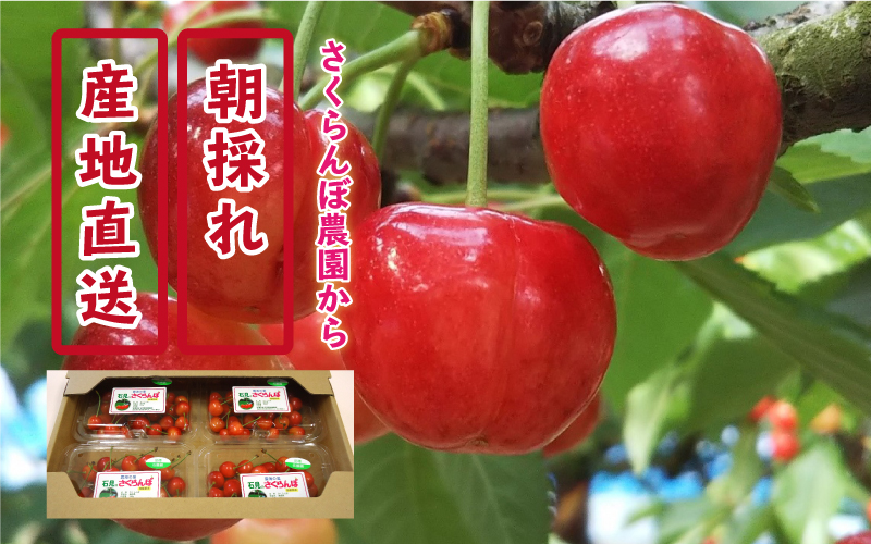 【先行予約】邑南のさくらんぼ（紅秀峰）720g