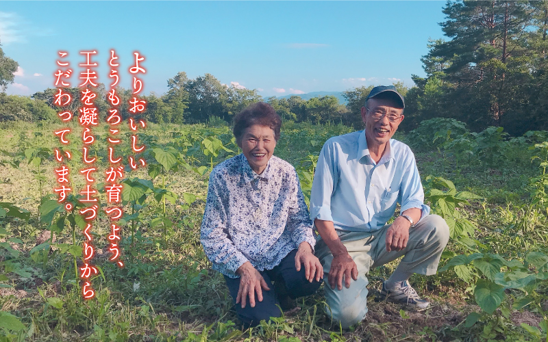 糖度19度以上朝どれスイートコーン「ミルキースイーツ」12本（2L～3L）