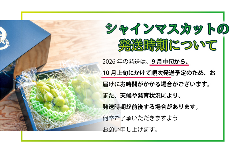 【先行予約】先行予約新鮮フルーツ シャインマスカット 1.2kg 果物 くだもの 化粧箱入り【9月中旬からお届け】