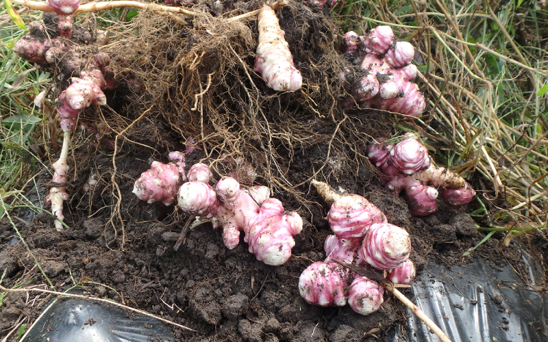【定期便】紫菊芋（生）1kg×5回　11月よりお届け