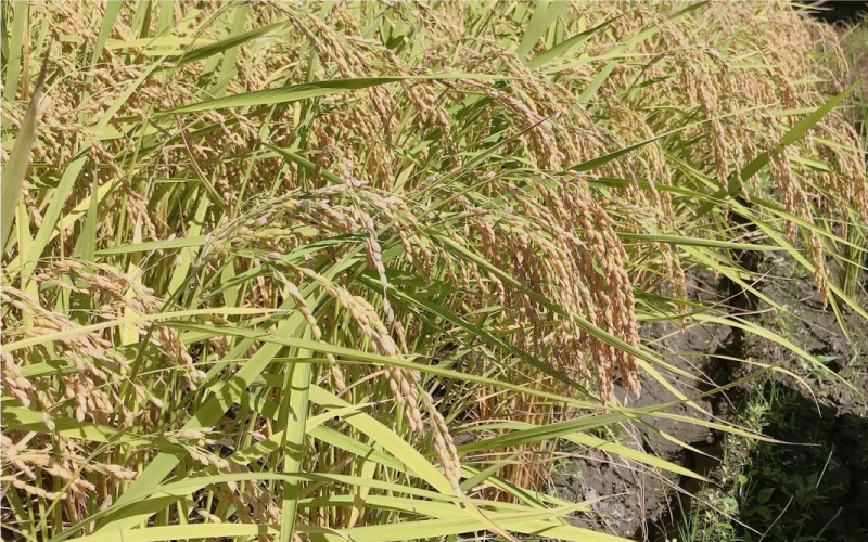 令和7年産邑南町瑞穂産コシヒカリ10kg（5kg×2）