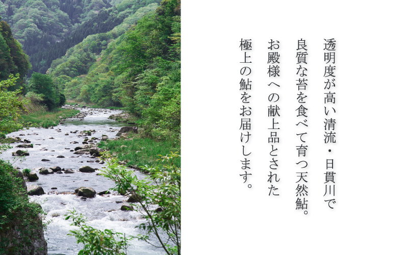 天然鮎 一夜干し 干し鮎 うるか セット美加登家監修