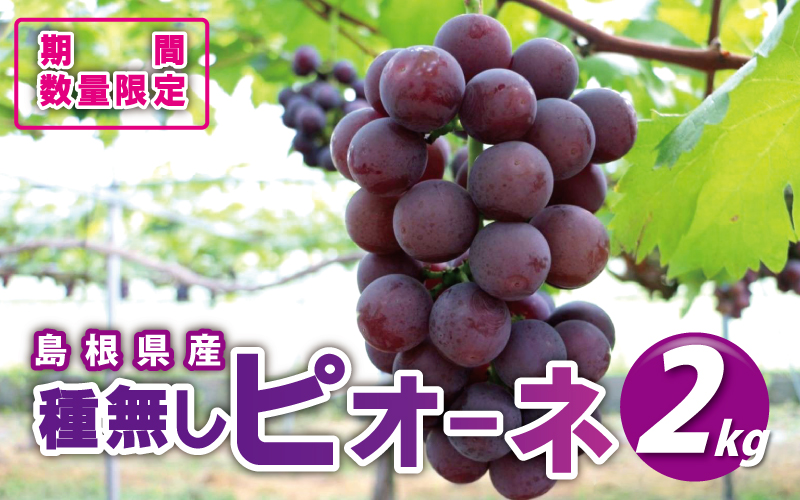 先行予約【糖度18度以上！】種無しピオーネ約2kg  9月中旬よりお届け