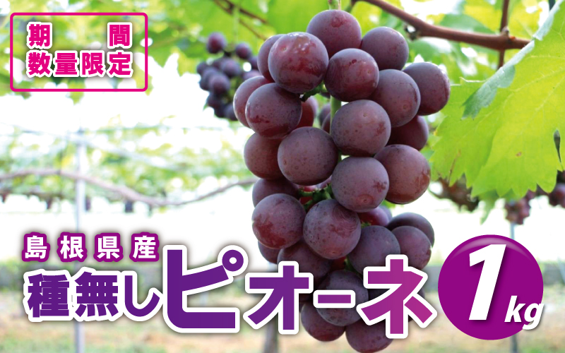 先行予約【糖度18度以上！】種無しピオーネ約1kg  9月中旬よりお届け