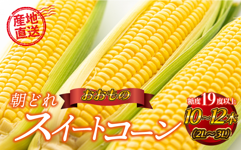 糖度19度以上朝どれスイートコーン「おおもの」10～12本（2L～3L）