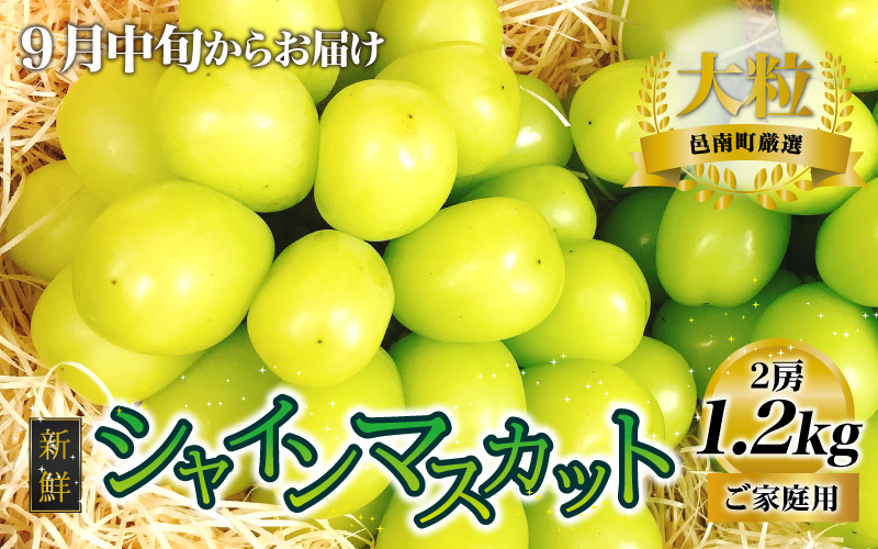 【先行予約】新鮮フルーツ シャインマスカット 1.2kg 果物 くだもの ご家庭用 9月中旬よりお届け