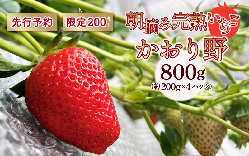 【先行予約】いちご かおり野 合計800g（約200g×4パック） 果物 フルーツ 【1月中旬から順次発送】