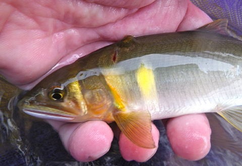 【CAS冷凍】スイカの香りと美味しさを閉じ込めた清流・高津川の天然鮎200g×3袋(約600g)【配送不可地域：離島】