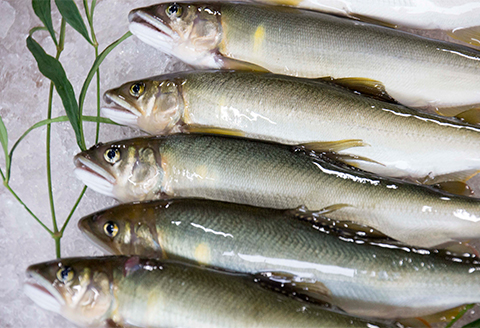 【天然もの】清流・高津川上流で捕れた天然あゆ(冷凍1200g・12～24尾程度)【配送不可地域：離島】