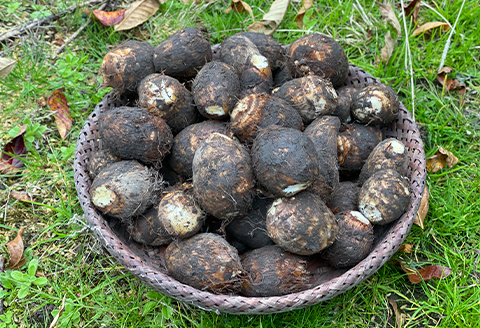 ねっとりと濃い味わいの里芋〈皮むき〉400g×3パック【配送不可地域：離島】