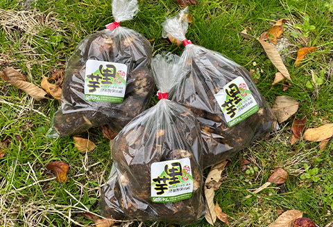 日本三大芋煮の里、津和野の大地で育てた泥付き里芋850g×2袋