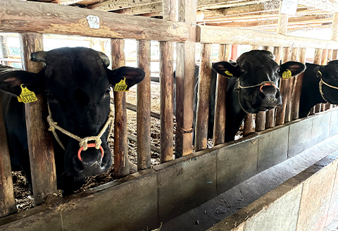 【2026年1月31日発送開始】柔らかく味の濃い京村牧場の肩ロースすき焼き用400g【配送不可地域：離島】