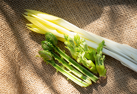 【1月末から4月下旬まで順次発送】山菜Aセット(たらの芽・こごみ・うるい)3種7パック【配送不可地域：離島】