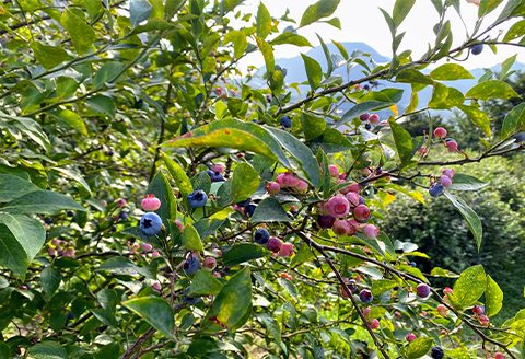 【2026年7～8月】【時間無制限】ブルーベリー食べ放題　2名分