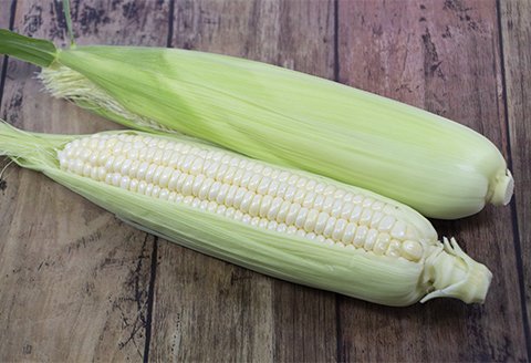 【7月上旬より順次発送】【数量限定】糖度18度の朝採りとうもろこし「恵味」《白》8本【配送不可地域：離島】