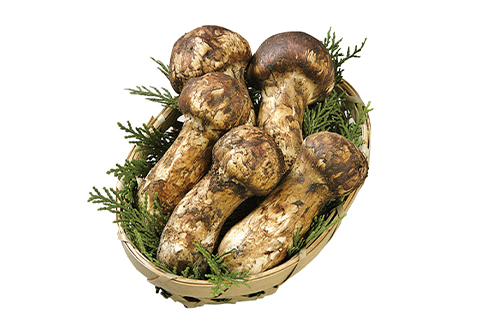 【先行受付 2025年10月～11月発送】秋の味覚「天然の採れたてまつたけ」約200g【配送不可地域：離島】