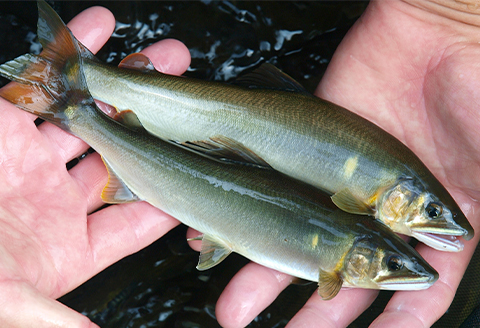 〈清流・高津川産〉香味豊かな天然鮎の炭火塩焼き1匹入りレトルト×2袋