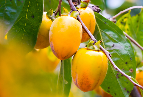 【有機JAS認証】オーガニック西条合わせ柿3kg