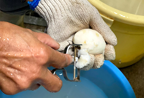 ねっとりと濃い味わいの里芋〈皮むき〉400g×3パック【配送不可地域：離島】