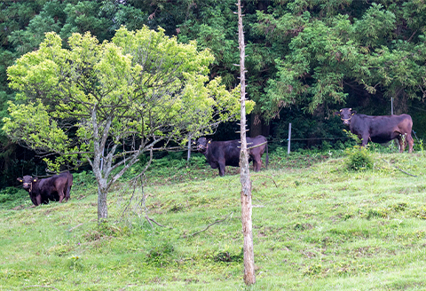 【2025年12月26日発送開始】味の濃い京村牧場のバラ焼き肉500g【配送不可地域：離島】