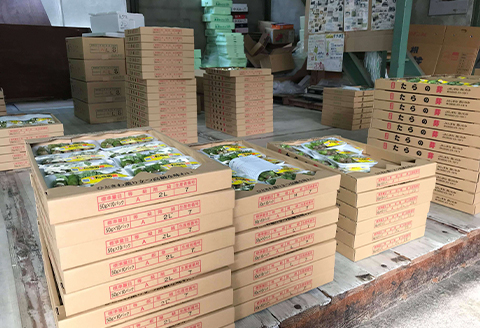 【1月末から4月下旬まで順次発送】山菜Cセット(タラの芽・こごみ・うるい)3種14パック【配送不可地域：離島】