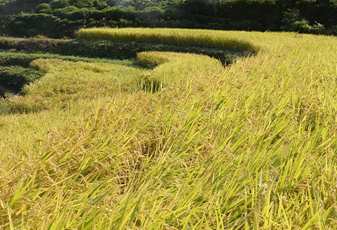 高津川の恵み 特別栽培米ヘルシー元氣米2kg×2袋(4kg)(令和7年産)