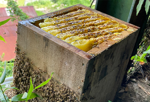 【非加熱の生はちみつ】自然のままの品質を閉じ込めた100%天然のはちみつ　300g1個