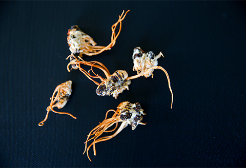 津和野式冬虫夏草100%粉末　1kg