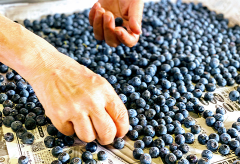 【2026年7月発送】朝どれ「生ブルーベリー」詰め合わせ〈1kg〉【栽培期間中農薬・化学肥料未使用】【配送不可地域：離島】